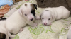 Zusätzliche Fotos: Wunderbare Jack Russell Terrier Welpen suchen ein Zuhause und fürsorgliche