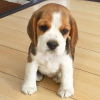 Foto №1. beagle - zum Verkauf in der Stadt Kuwait City | 350€ | Ankündigung № 65064