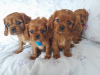 Foto №4. Ich werde verkaufen cavalier king charles spaniel in der Stadt Калифорния Сити. züchter - preis - 473€