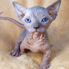 Foto №1. sphynx-katze - zum Verkauf in der Stadt Калифорния Сити | 757€ | Ankündigung № 89765