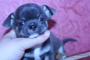 Foto №3. Blaue Chihuahua Welpen. Russische Föderation