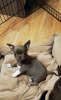 Zusätzliche Fotos: Chihuahua Junge
