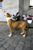 Foto №3. Amerikanischer Staffordshire Terrier. Russische Föderation