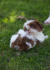 Foto №2 zu Ankündigung № 114988 zu verkaufen shih tzu - einkaufen USA 