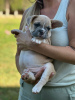 Foto №2 zu Ankündigung № 117548 zu verkaufen französische bulldogge - einkaufen Spanien quotient 	ankündigung