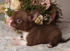 Foto №3. Chihuahua Chocolate Mini Boy. Russische Föderation