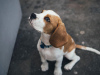 Foto №1. beagle - zum Verkauf in der Stadt Benapole | verhandelt | Ankündigung № 11004