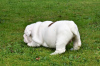 Foto №3. Englischer Bulldoggenrüde - Welpe zu verkaufen. Malta
