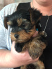 Foto №4. Ich werde verkaufen yorkshire terrier in der Stadt Trier. quotient 	ankündigung, vom kindergarten - preis - 425€