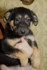 Foto №2 zu Ankündigung № 42083 zu verkaufen deutscher schäferhund - einkaufen Russische Föderation quotient 	ankündigung