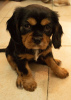 Foto №1. cavalier king charles spaniel - zum Verkauf in der Stadt Jerusalem | 1798€ | Ankündigung № 44402