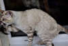 Zusätzliche Fotos: Schnee Bengal Katze