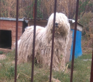 Zusätzliche Fotos: Komondor