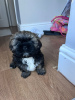 Foto №4. Ich werde verkaufen shih tzu in der Stadt West Bromwich. quotient 	ankündigung - preis - 852€