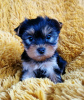 Foto №1. yorkshire terrier - zum Verkauf in der Stadt Дублин | 284€ | Ankündigung № 125314