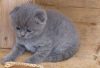 Foto №3. Registrierte männliche und weibliche Scottish Fold-Kätzchen zur Vermittlung. Finnland