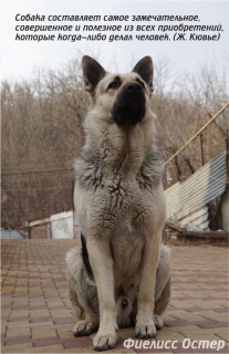 Foto №4. Paarung osteuropäischer schäferhund in Russische Föderation. Ankündigung № 6515