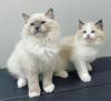 Foto №1. ragdoll-katze - zum Verkauf in der Stadt Bronxville | Frei | Ankündigung № 83560