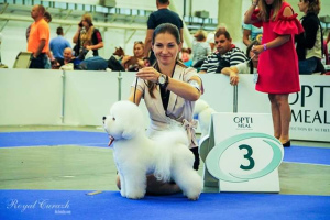 Foto №3. Girls Bichon Frise werden Sie mit Charme und Manieren begeistern. Kinder von. Weißrussland