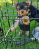 Foto №1. yorkshire terrier - zum Verkauf in der Stadt Tula | 550€ | Ankündigung № 10723
