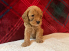 Foto №3. Wunderschöne Cavapoo-Welpen zur kostenlosen Adoption. Deutschland