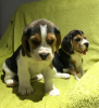 Foto №1. beagle - zum Verkauf in der Stadt Гамбург | Frei | Ankündigung № 95908