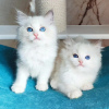 Foto №1. ragdoll-katze - zum Verkauf in der Stadt Kuwait City | 237€ | Ankündigung № 121949