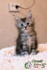 Foto №2 zu Ankündigung № 17604 zu verkaufen maine-coon-katze - einkaufen Russische Föderation quotient 	ankündigung, vom kindergarten, züchter