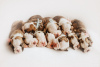 Foto №2 zu Ankündigung № 9753 zu verkaufen englische bulldogge - einkaufen Russische Föderation vom kindergarten