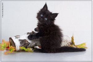 Zusätzliche Fotos: Amerikanische Waldkatze. Kätzchen