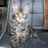 Foto №1. maine-coon-katze - zum Verkauf in der Stadt Atlanta | 400€ | Ankündigung № 118120