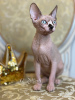 Foto №2 zu Ankündigung № 10749 zu verkaufen sphynx cat - einkaufen USA vom kindergarten