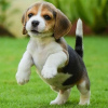 Foto №3. Zwei wunderschöne Beagle-Welpen zu verkaufen. Deutschland