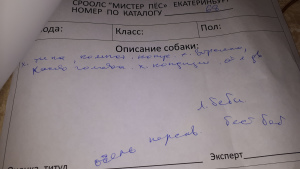 Foto №3. Standardbullterrier in den Erscheinenhänden. Russische Föderation