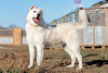 Foto №2 zu Ankündigung № 8302 zu verkaufen mischlingshund - einkaufen Russische Föderation aus dem tierheim