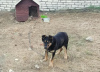 Foto №2 zu Ankündigung № 97904 zu verkaufen mischlingshund - einkaufen Weißrussland quotient 	ankündigung