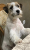 Foto №4. Ich werde verkaufen jack russell terrier in der Stadt Belgrad.  - preis - verhandelt