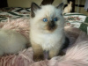 Foto №2 zu Ankündigung № 110802 zu verkaufen ragdoll-katze - einkaufen Deutschland quotient 	ankündigung, züchter