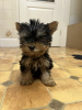 Foto №1. yorkshire terrier - zum Verkauf in der Stadt Турнау | 237€ | Ankündigung № 46167