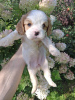 Zusätzliche Fotos: Cavalier King Charles Spaniel Welpen.