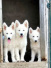 Foto №1. berger blanc suisse - zum Verkauf in der Stadt Belgrad | verhandelt | Ankündigung № 114524