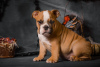 Zusätzliche Fotos: Englische Bulldoggenwelpen mit FCI-Dokumenten