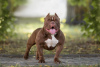 Foto №1. american bully - zum Verkauf in der Stadt Saratov | 616€ | Ankündigung № 44279