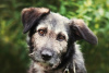 Foto №1. mischlingshund - zum Verkauf in der Stadt Москва | Frei | Ankündigung № 52761