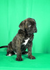 Foto №3. Cane Corso Welpen zu verkaufen. Serbien