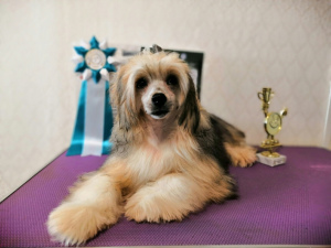 Foto №2 zu Ankündigung № 2889 zu verkaufen chinesischer schopfhund - einkaufen Russische Föderation vom kindergarten