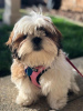 Foto №3. Willkommen bei Cute Shih Tzu Puppy Sale. USA
