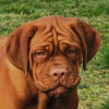 Foto №1. dogue de bordeaux - zum Verkauf in der Stadt Minsk | verhandelt | Ankündigung № 10985