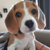 Foto №2 zu Ankündigung № 65064 zu verkaufen beagle - einkaufen Kuwait quotient 	ankündigung
