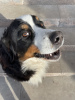 Zusätzliche Fotos: Reservierung für Berner Sennenhundewelpen ist geöffnet